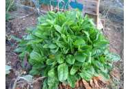 Бельвиль - щавель, 100 г, Agri Saaten Германия фото, цена